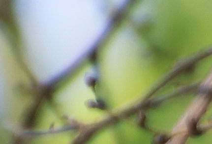 Buchfink Männchen auf Zweig