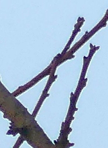 Grünspecht Männchen auf Zweig