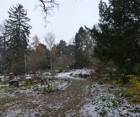 Wildbienengarten 1-Hauptfriedhof FFM-November-2023