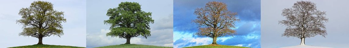 Baum in vier Jahreszeiten