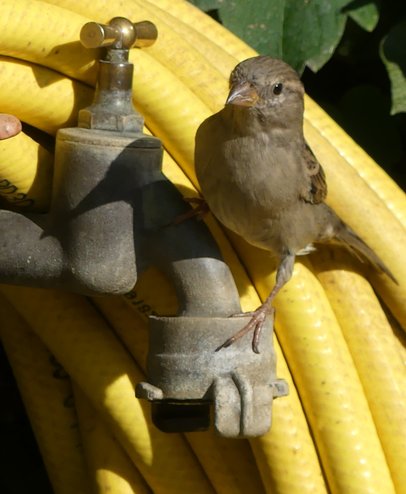 Haussperling Weibchen an Wasserhahn vor gelbem Gartenschlauch