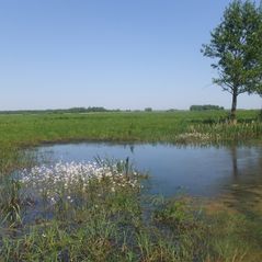 Sumpflandschaft in Ostpolen